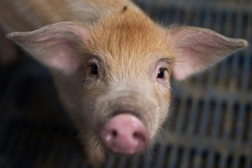 Harvard University geneticists George Church and Luhan Yang, together with a team of Danish and Chinese collaborators have successfully edited the genetic code of piglets to remove dormant viral infections. Photo: AFP