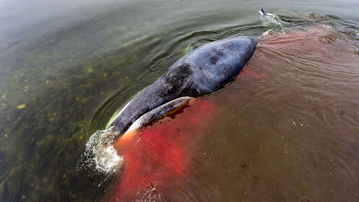 A view shows an injured bowhead whale stuck in the mouth of a river on the Bolshoi Shantar Island in Khabarovsk region. Reuters