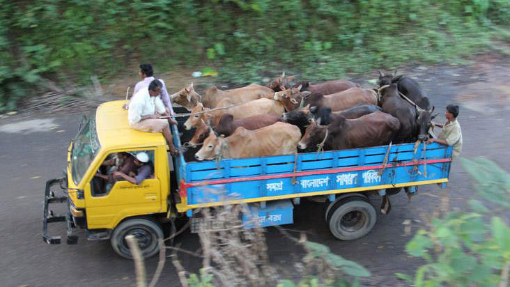 Cattle being taken to markets for sale ahead of the Eid-ul-Azha. The picture was taken from Alutila area in Matiranga upazila of Khagrachhari on Thursday afternoon. Photo: Nirob Chowdhury