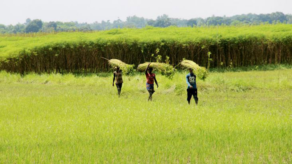 Farmers carry harvested jute in the scorching August heat in Gangni upazila of Meherpur on Thursday. Photo: Towhidi Hasan