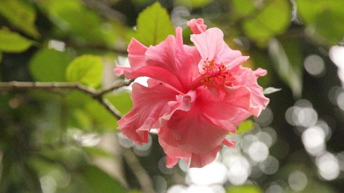 This picture of pink hibiscus flower was taken in Khabaspur area of Faridpur town on Friday morning. Photo: Alimuzzaman