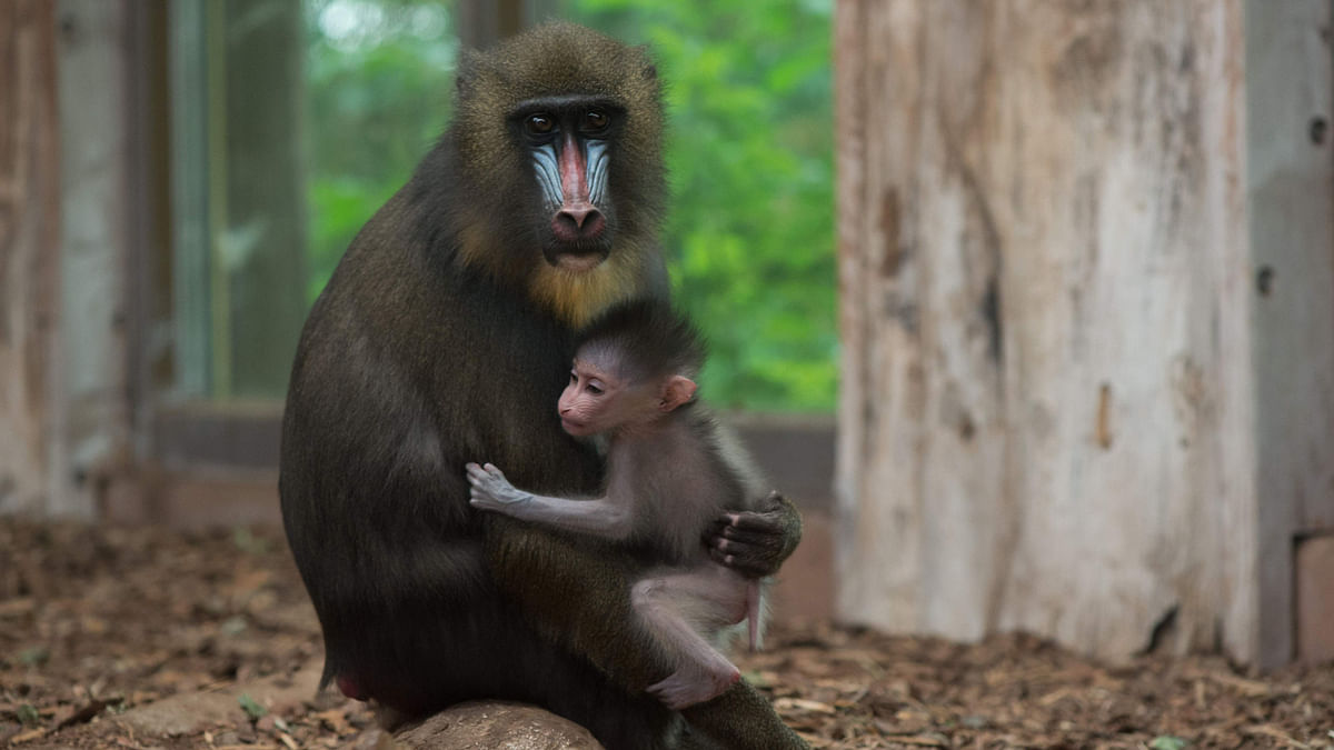 A baby Mandrill sits on the lap of his mother in Magdeburg, eastern Germany, on 6 September 2017. Photo: AFP