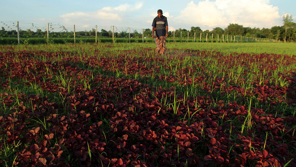 A farmer spreading pesticides for Red Amaranth in the field. The picture was captured from the fields of Dakkhinbhag village of Bogra Sadar Upazilla on Friday. Photo: Soel Rana