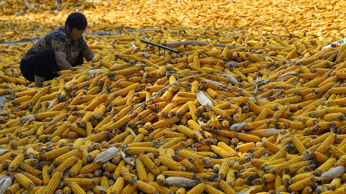 A woman lays out corn to dry in the sun after harvest in Liaocheng, Shandong province, China 22 September 2017.  Photo: Reuters