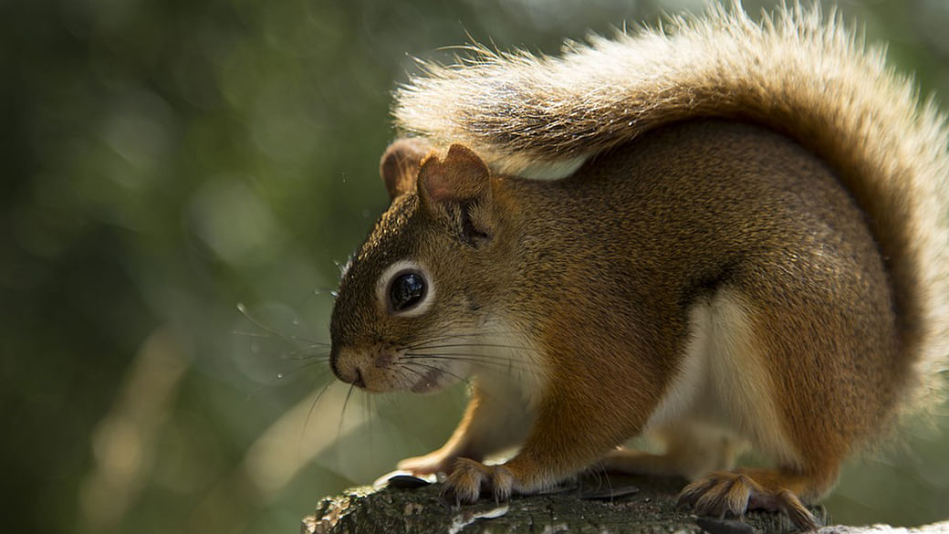 Borneo's 'carnivorous' squirrel actually mainly eats one kind of