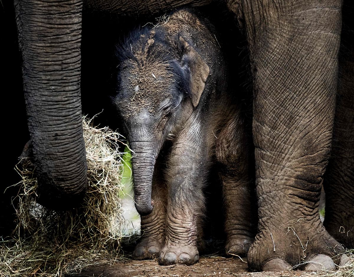 A newborn elephant takes his first steps in his outdoor residence on 25 September 2017 in the DierenPark Amersfoort Zoo in Amersfoort. Mother Kina gave birth on 25 September to a small baby elephant at the DierenPark Amersfoort Zoo in Amersfoort, Netherlands. Photo: AFP
