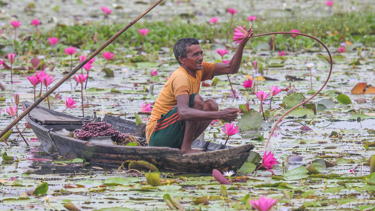 A man collects water lilies in Tungipara, Gopalganj. Lily stems are a popular vegetable. Photo: Saddam Hossain