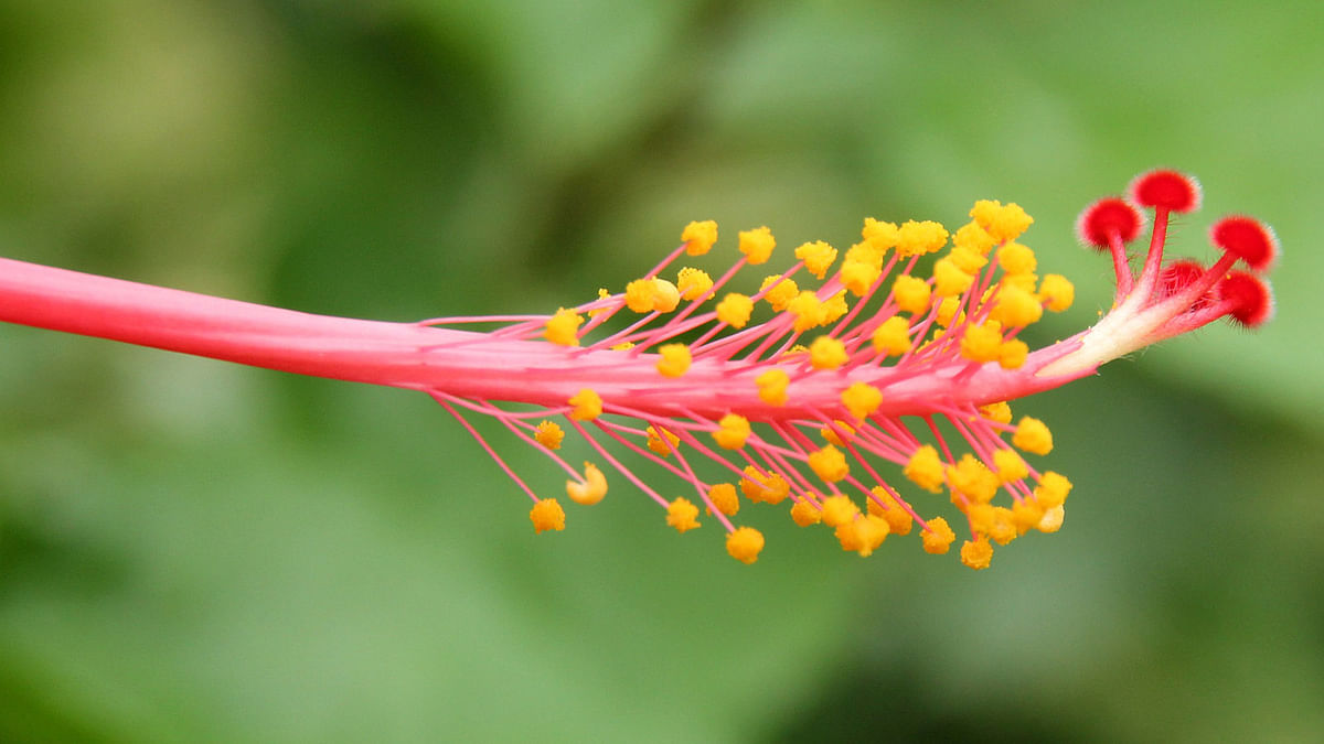 Hibiscus in Bogra town. Photo: Soel Rana
