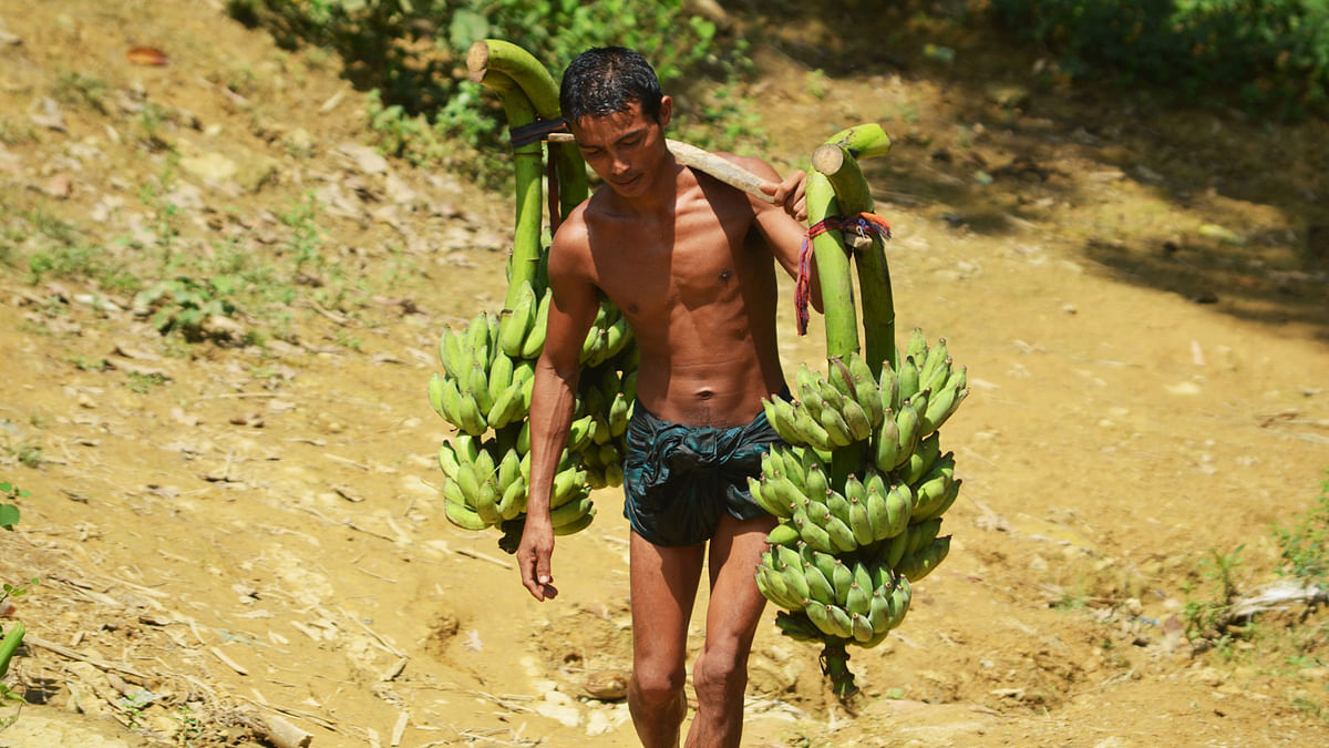 Returning with bananas, cultivated with other crops in the hills in Dighinala, Khagrachhari. Photo: Palash Barua