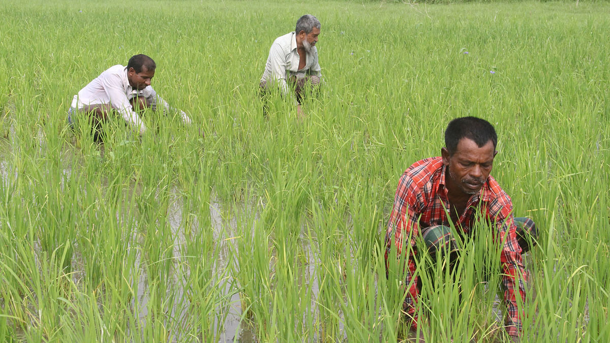 With the ebbing of flood water, farmers are preparing the fields for the next crop in Teguri, Manikganj. Photo: Abdul Momen