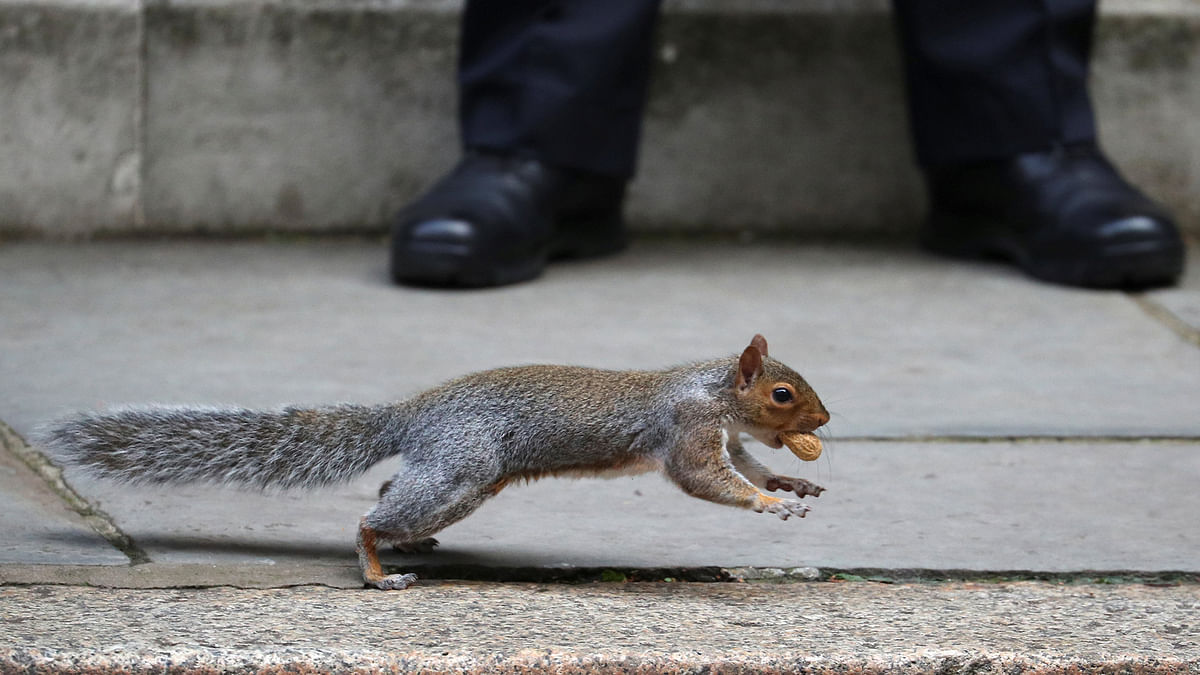 A squirrel carries a nut past a police officer outside 10 Downing Street in London, Britain on 26 September 2017. Photo: REUTERS