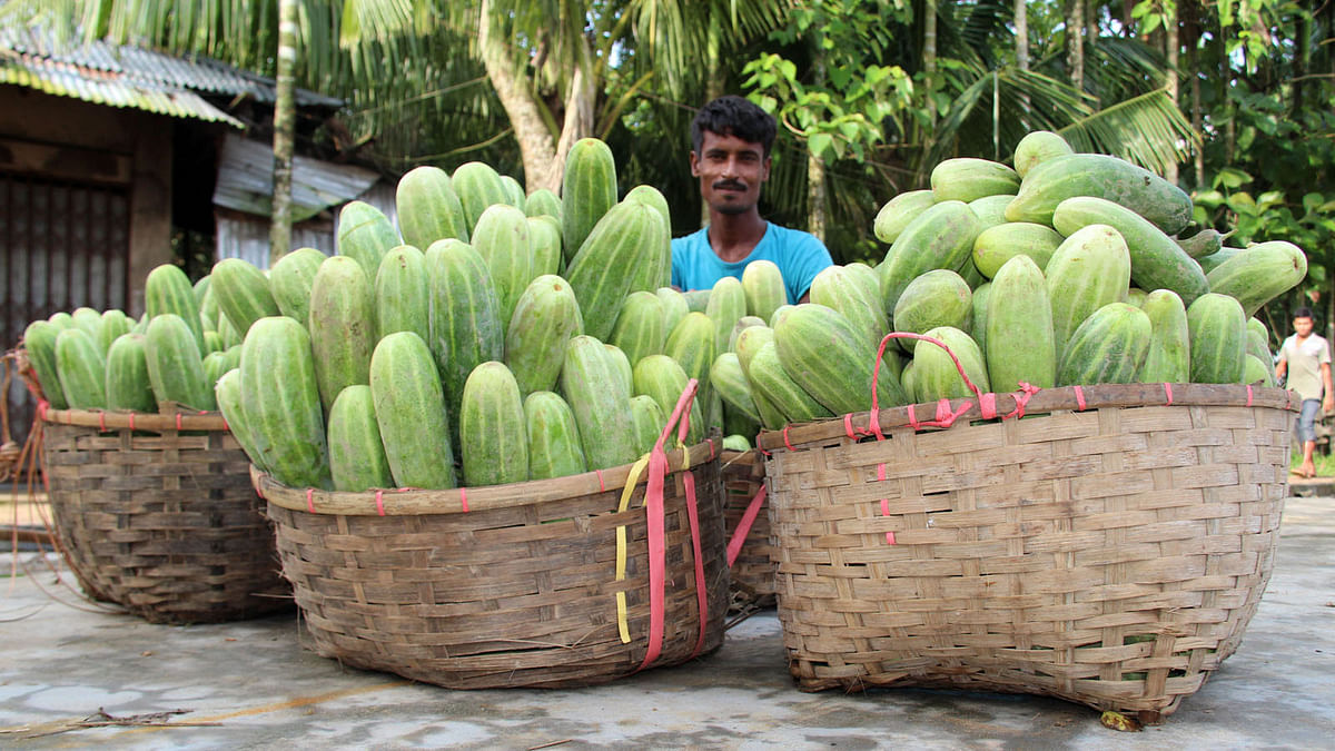 Large cucumbers grown in the hills are brought to the market in Jamtali, Khagrachhari, selling at Tk 30 per kg. Photo: Nirob Chowdhury