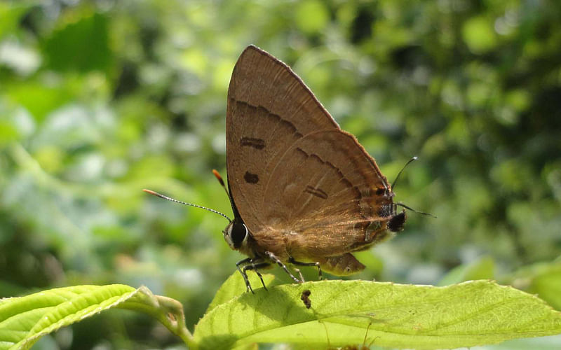 Beige butterfly on a green leaf. The photo was taken at Shankarpasha, Pirojpur on 3 October. Photo: AKM Faisal