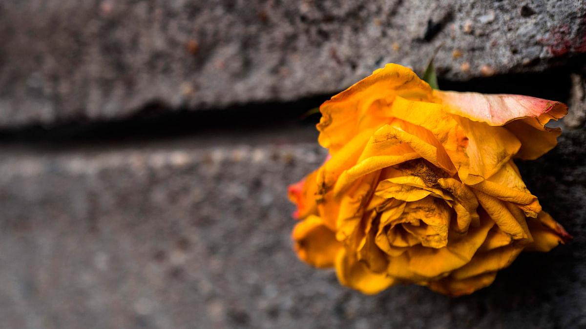 A yellow rose is placed between two concrete slabs forming the back wall at the Bernauerstrasse Berlin wall memorial in Berlin on 3 October 2017. Photo: AFP