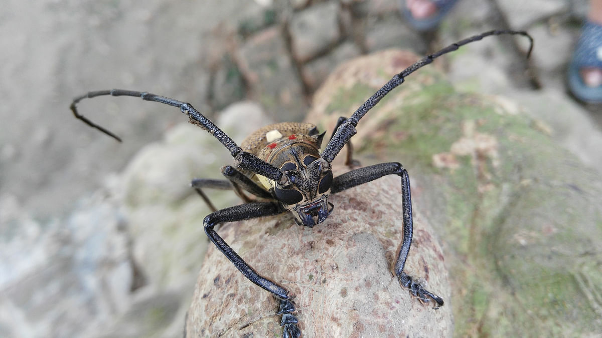 An insect, known as ‘Chul Kata Poka’, at Mallikpur in Meherpur. Photo: Abu Sayeed