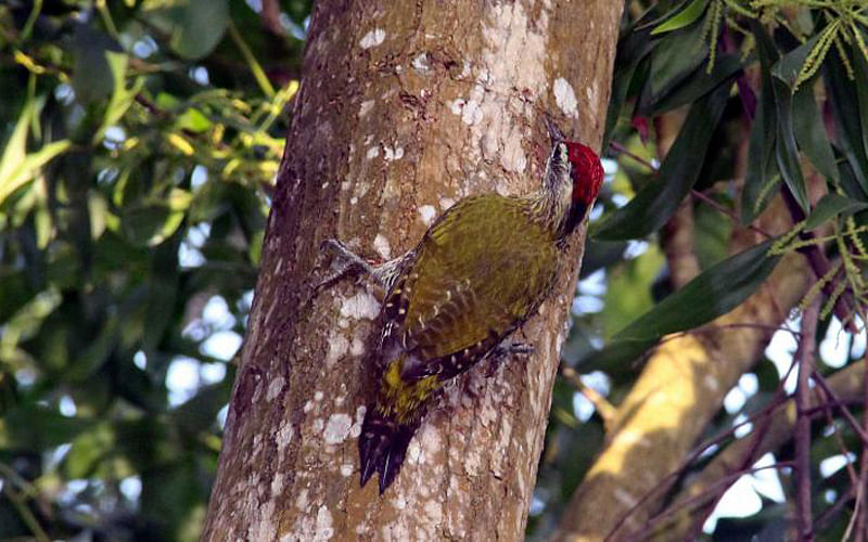 A woodpecker is in search of a suitable place to build its nest at a tree in Baichail village of Manikganj district on 5 October. Photo: Abdul Momin