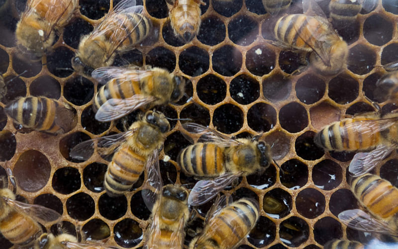 This file photo taken on 15 August, 2013 shows Honey Bees that produce raw Wildflower honey in their hive at a outdoor Farmer`s Market in Washington, DC. Photo: AFP