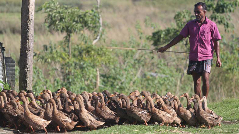 A farmer walks his flock of ducks to a haor in Jaintapur, Sylhet on 7 October. Photo: Anis Mahmud