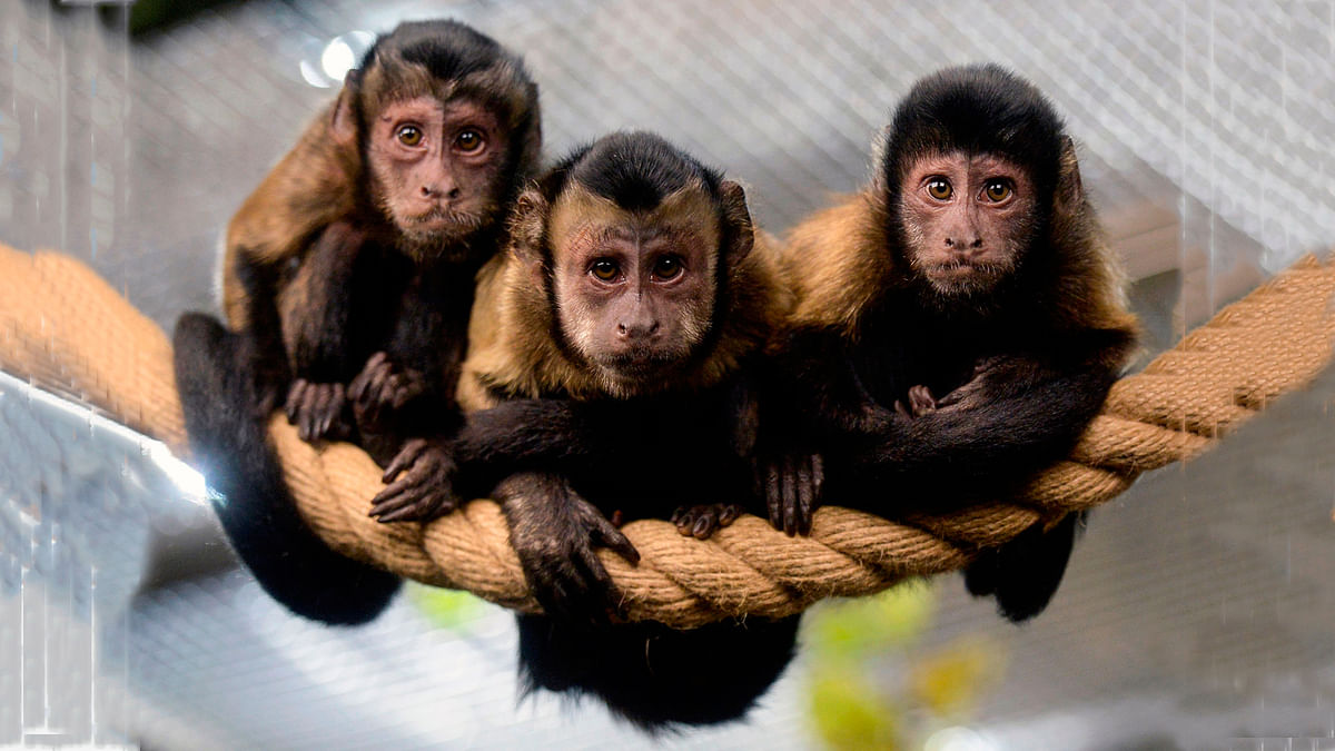 Brown Capuchin monkeys sit on a rope in an enclosure at the city zoo in Saint Petersburg on 6 October, 2017. Photo: AFP