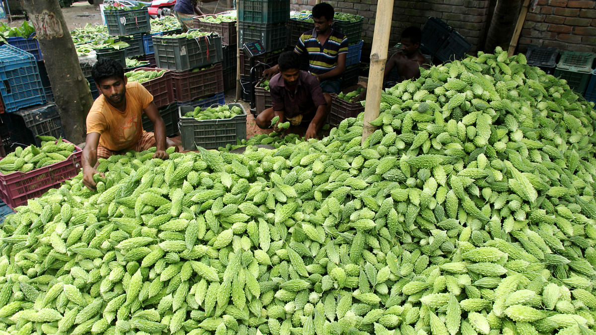 Farmers reap big profits from bumper harvest of ‘korola’ (bitter gourd). 10 October, Aria bazaar, Shahjahanpur, Bogra, Photo: Soel Rana