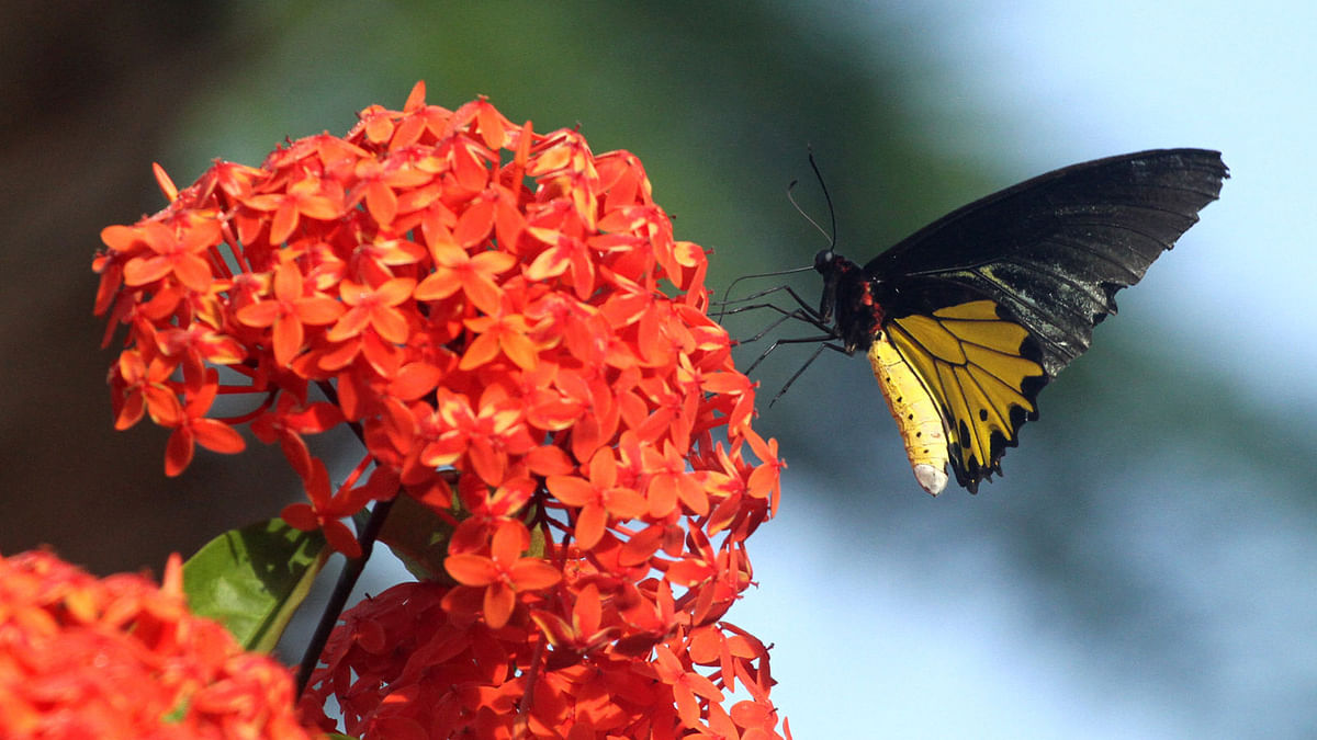 Butterfly pauses on an ixora bloom. 9 October, Kheppopara, Rangamati. Photo: Supriya Chakma