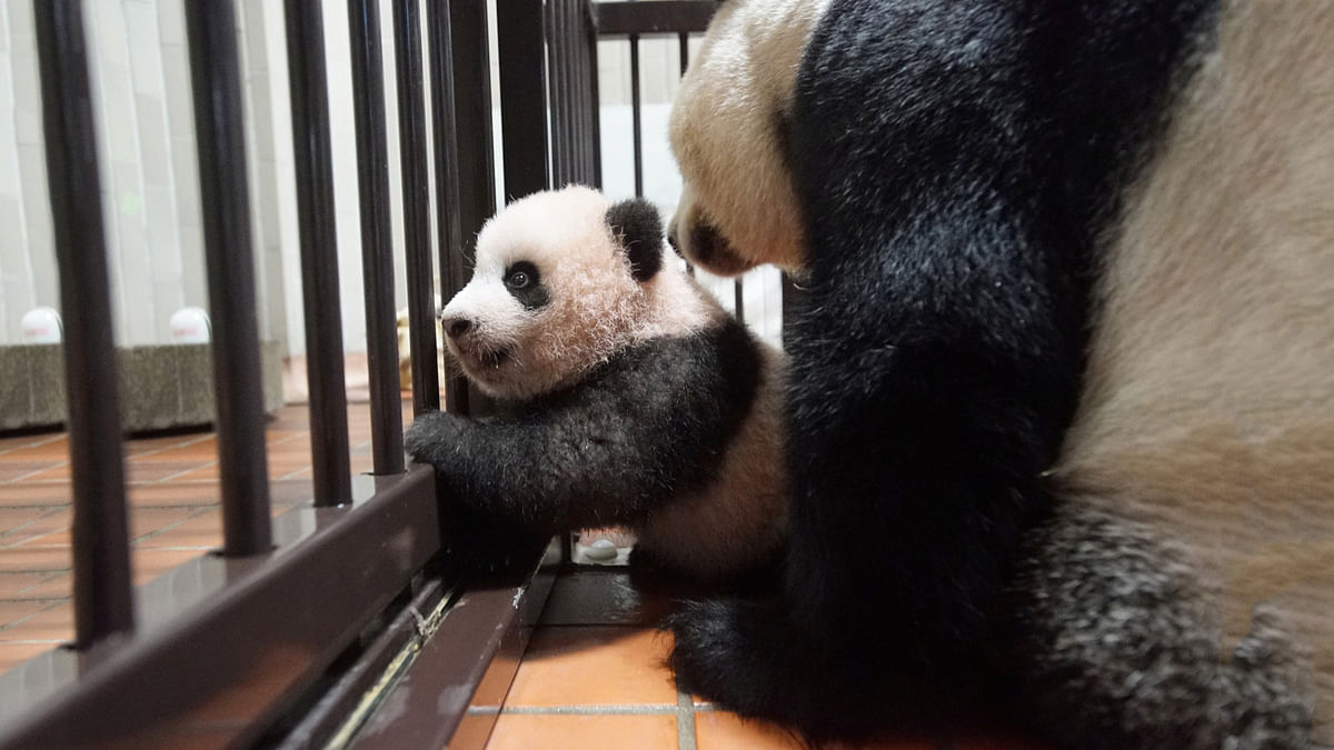 Handout photo shows a panda cub named Xiang Xiang, born from mother panda Shin Shin, at Tokyo`s Ueno Zoological Gardens. Reuters
