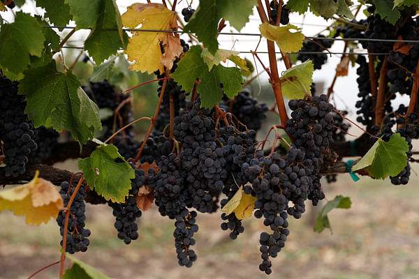 Undamaged grapes are seen at the Kunde Winery during the Nuns Fire in Sonoma, California, US 10 October 2017. Photo: Reuters