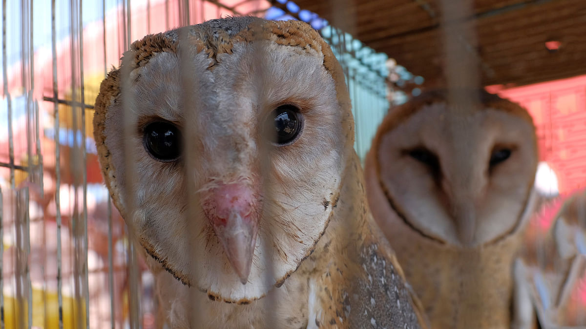 Owls for sale are seen inside a cage at a bird market in Tangerang, west of Jakarta, Indonesia. Reuters