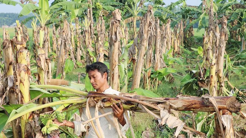 Miscreants slashed about 300 banana trees planted by Zahir Raihan, a farmer and entrepreneur, at Ujanchar in Rajbari`s Goalanda. The picture was taken on 12 October. Photo: M Rashedul Haque