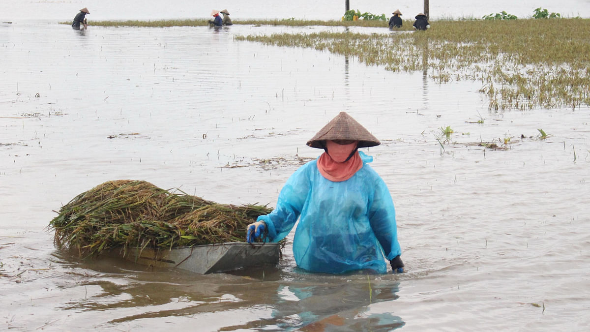 This picture taken on 12 October, 2017 shows a farmer pulling a boat loaded with harvested paddy on a flooded rice field in the northern province of Ha Nam. Photo: AFP
