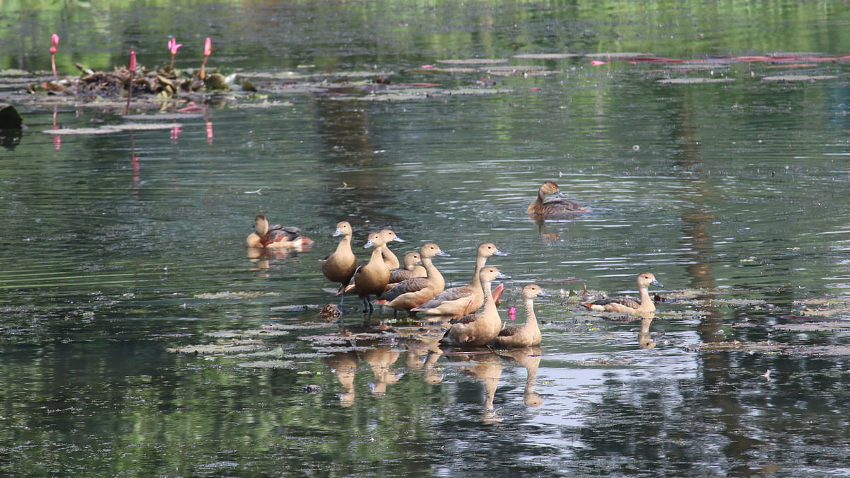 The migratory birds started to flock the Jahangirnagar University lake on 27 October 2017. Photo: Mosabber Hossain