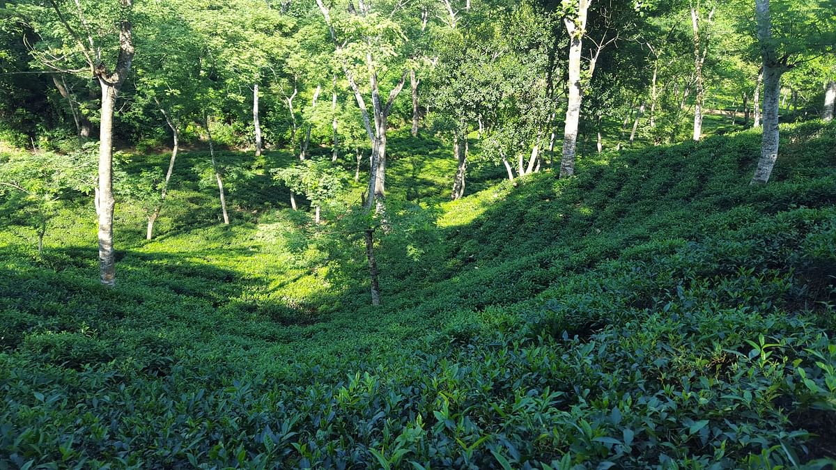 The greenery of tea garden in Pukuria area of Banshkhali upazila of Chittagong on 27 Ocotber 2017. PhotoL Himel Barua