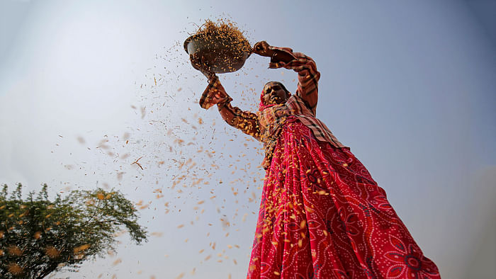 A woman winnows rice in a field on the outskirts of Ahmedabad, India 10 November 2017.