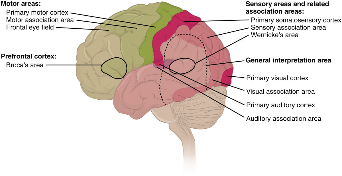 Various parts of human brain. Photo: wikipedia