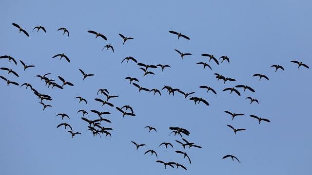 Migratory birds fly in the sky. Photo: Sourav Das