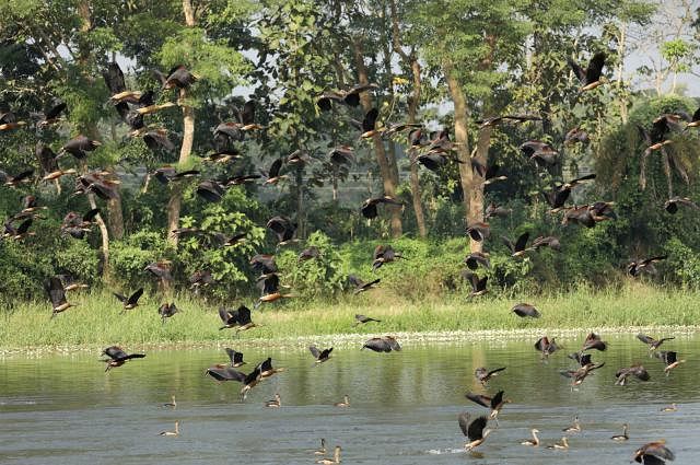 The migratory birds have added colour to the water bodies. Photo: Sourav Das