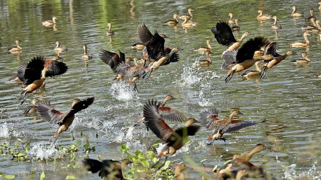 With the advent of winter migratory birds have come to Bangladesh. Photo: Sourav Das