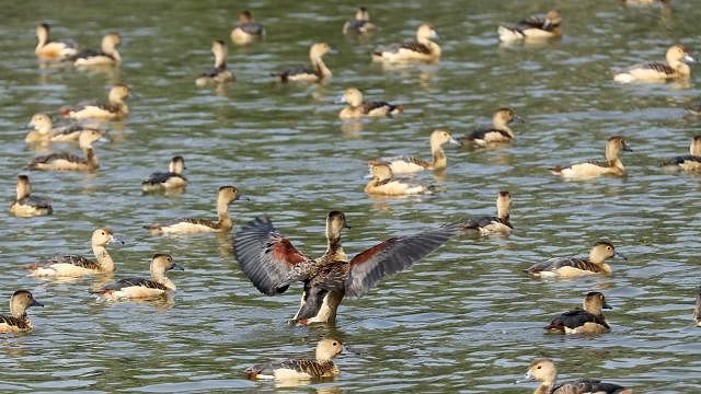 Birds float on the water. Photo: Sourav Das