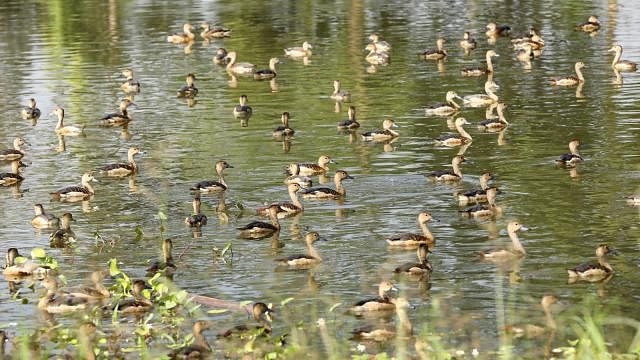 Birds swimming in a lake. Photo: Sourav Das