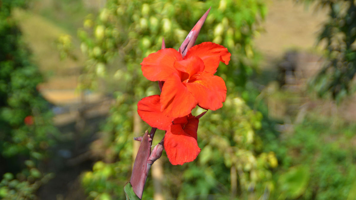 An Indian shot, also known as African arrowroot, in full bloom in Jora bridge area of Dighinala upazila in Khagrachhari. Photo: Palash Barua