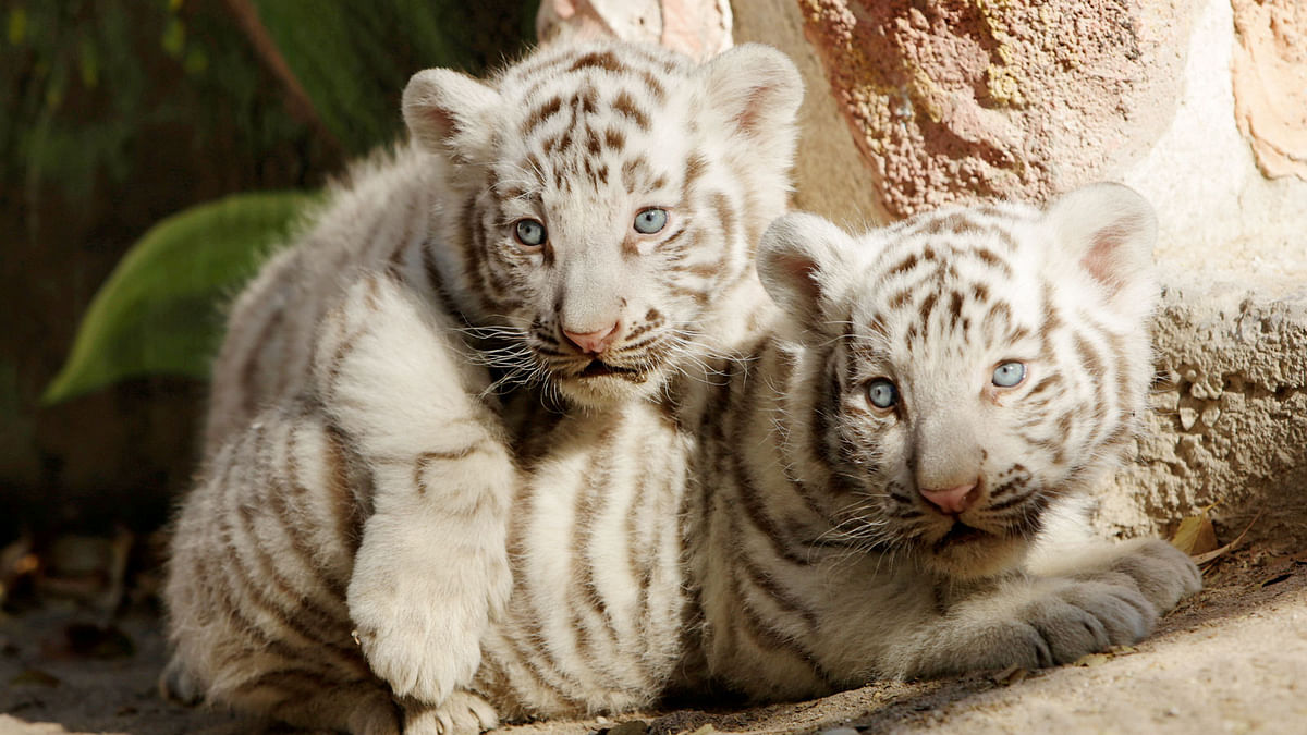 Newborn white Bengal tiger cubs are shown to the media at San Jorge zoo in Ciudad Juarez, Mexico on 28 November. Photo: Reuters