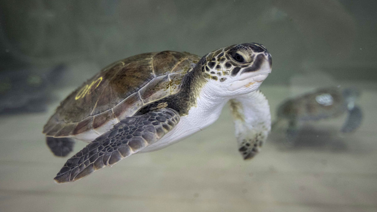 A sea turtle swims in a tank at New England Aquarium`s Sea Turtle Hospital on 29 November, 2017 in Quincy, Massachusetts. Photo: AFP