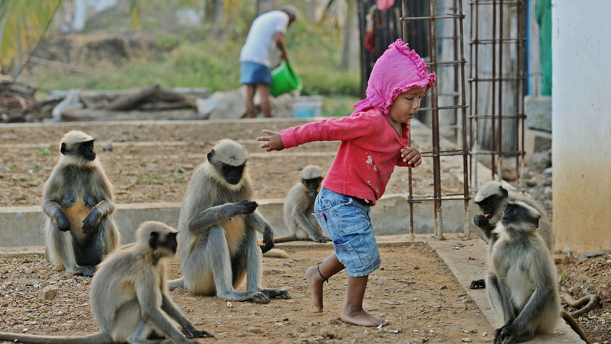 In this photograph taken on December 8, 2017, Indian child Samarth Bangari, 2, plays with langur monkeys at his home in Allapur in India`s southwest Karnataka state. Photo: AFP