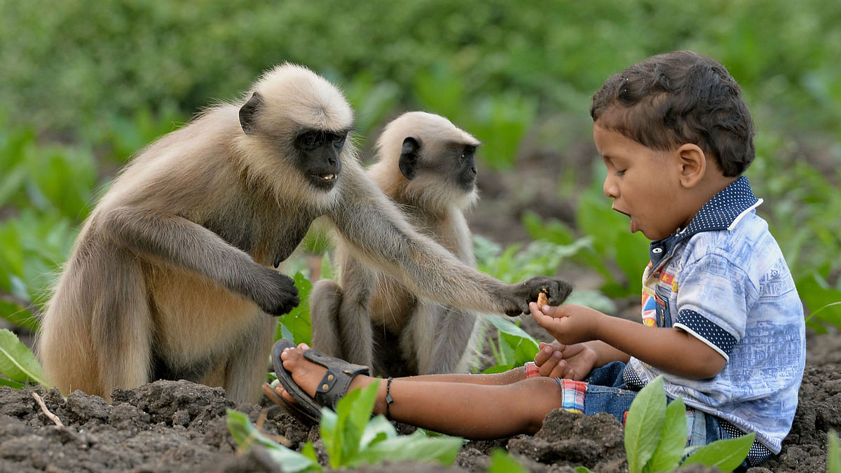 In this photograph taken on December 7, 2017, Indian child Samarth Bangari, 2, feeds langur monkeys in a field near his home in Allapur in India`s southwest Karnataka state. Photo: AFP