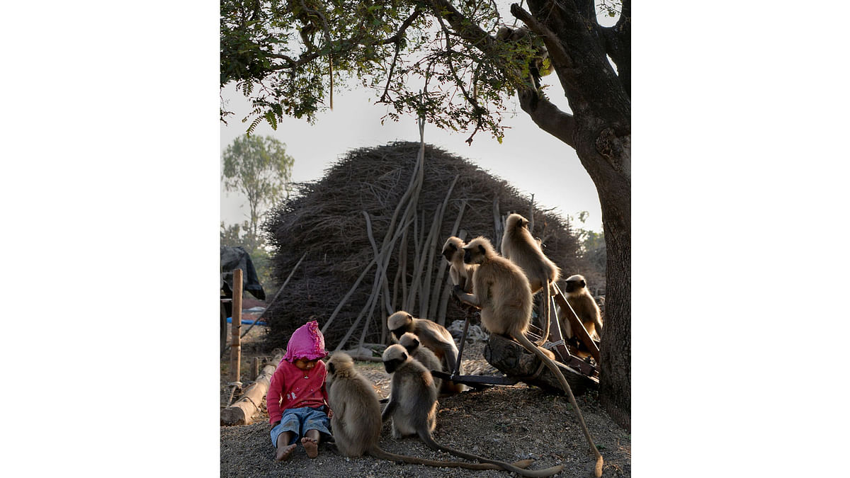 In this photograph taken on December 8, 2017, Indian child Samarth Bangari, 2, sits among langur monkeys in a field near his home in Allapur in India`s southwest Karnataka state. Photo: AFP