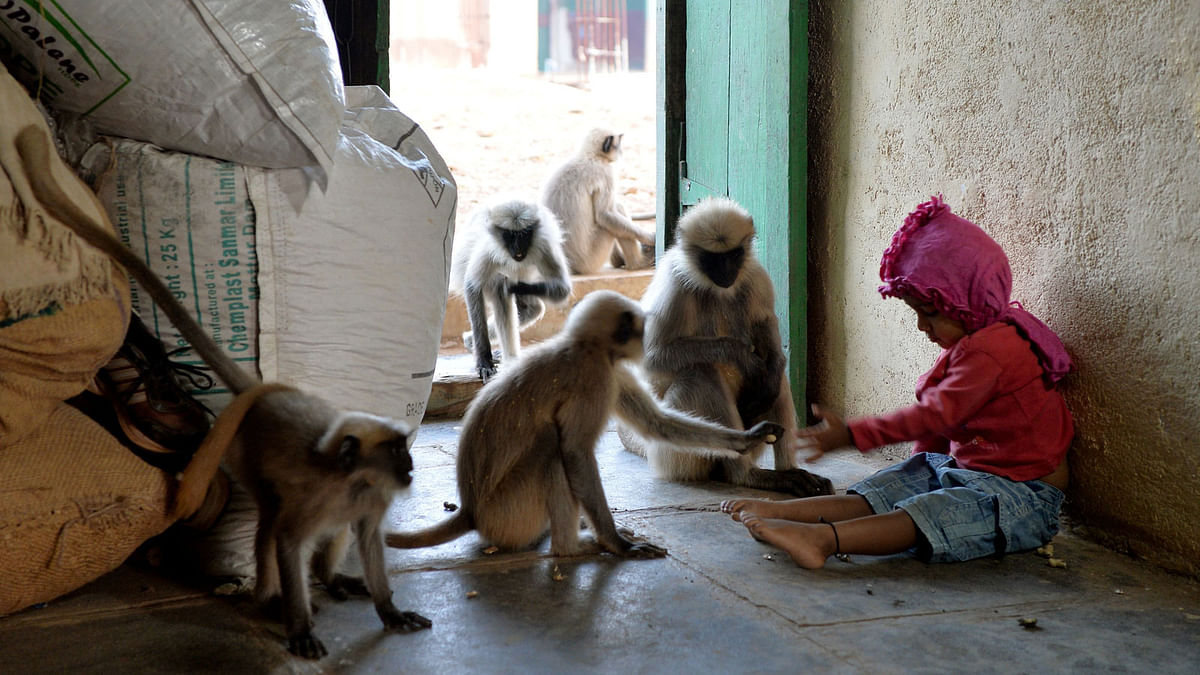 In this photograph taken on December 8, 2017, Indian child Samarth Bangari, 2, feeds langur monkeys at his home in Allapur in India`s southwest Karnataka state. Photo: AFP