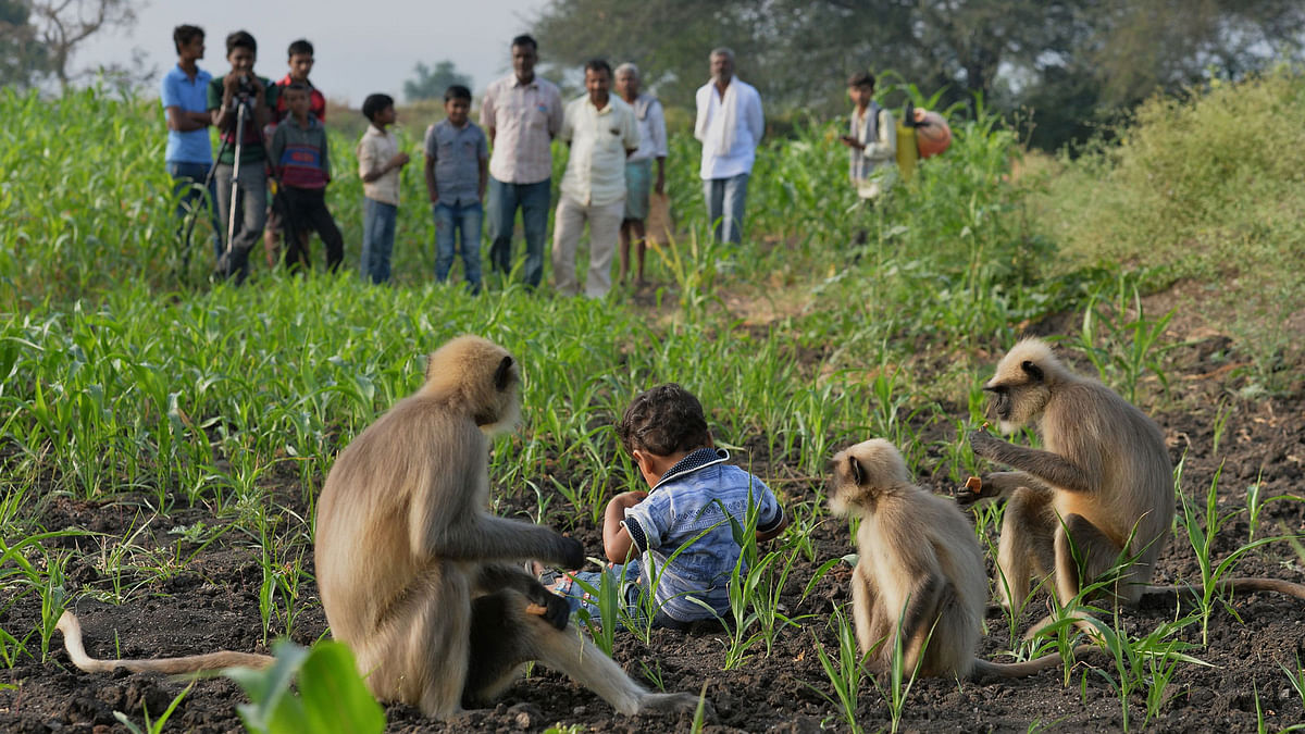 In this photograph taken on December 7, 2017, villagers watch as Indian child Samarth Bangari, 2, feeds langur monkeys in a field near his home in Allapur in India`s southwest Karnataka state. Photo: AFP