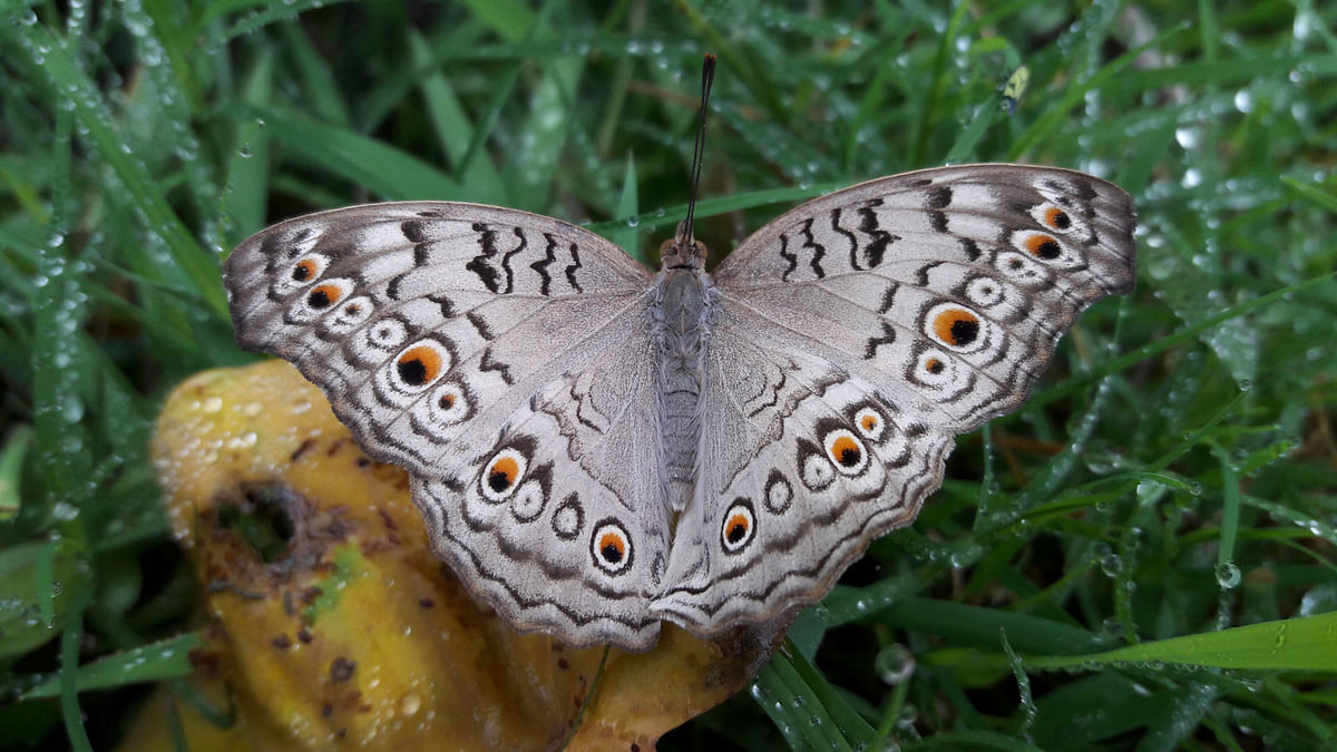 A butterfly preens its pretty wings. Sultanpur, Kishoreganj, 22 December. Photo: Tafsilul Aziz