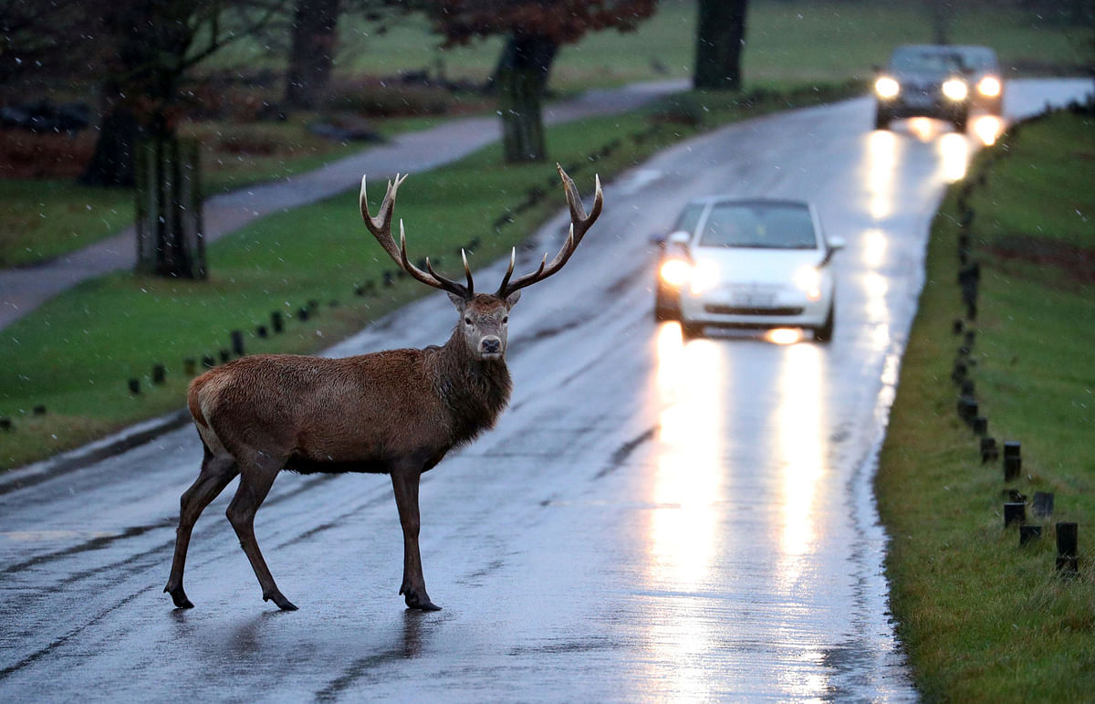 A stag deer stands in the road in Richmond Park, in west London, Britain, 27 December 2017. Photo: Reuters