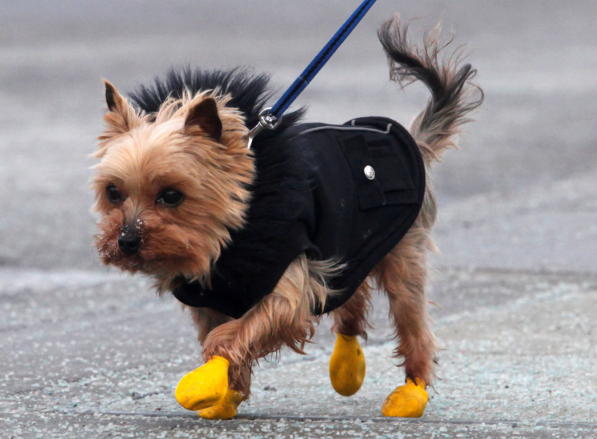 A small dog wears boots and a coat during frigid weather on Parliament Hill in Ottawa, Ontario, Canada, 29 December 2017. Photo: Reuters